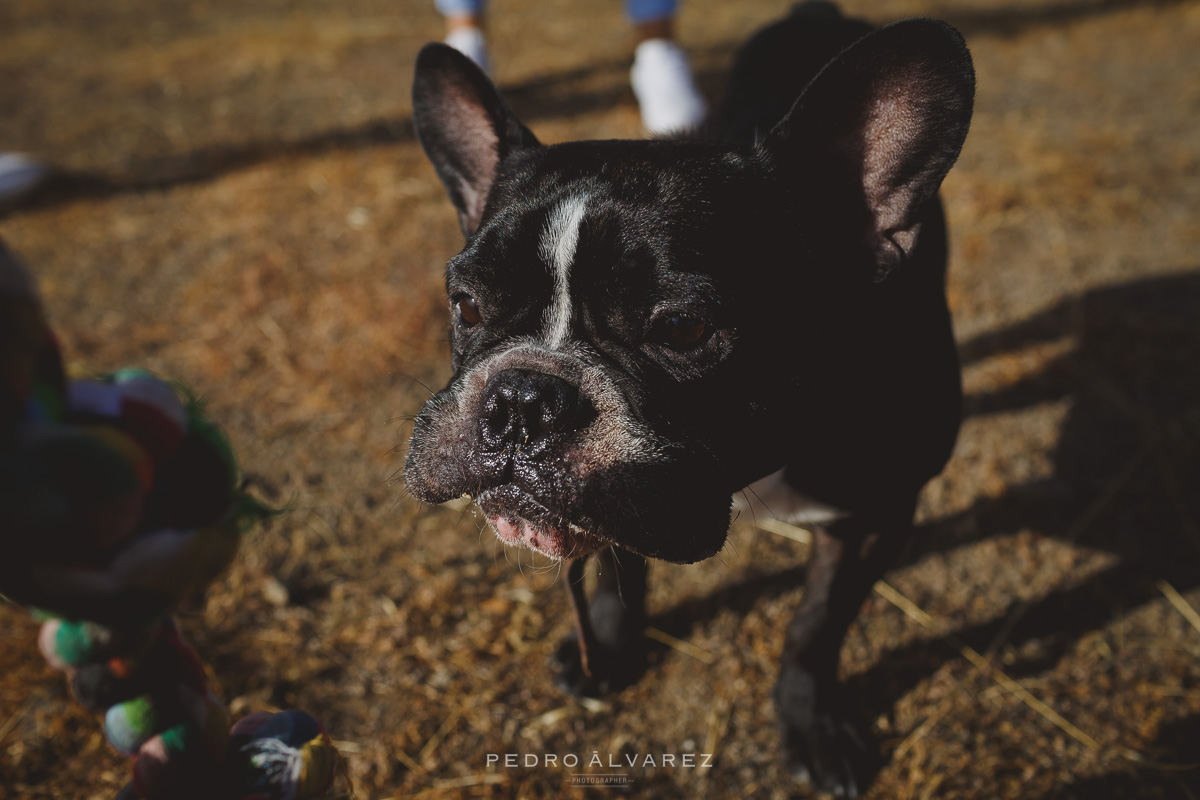 Fotografos de mascotas en Las Palmas de Gran Canaria