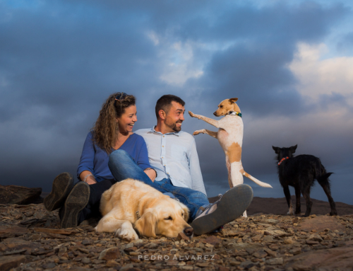 Fotos pre boda en Las Palmas de Gran Canaria Mascotas