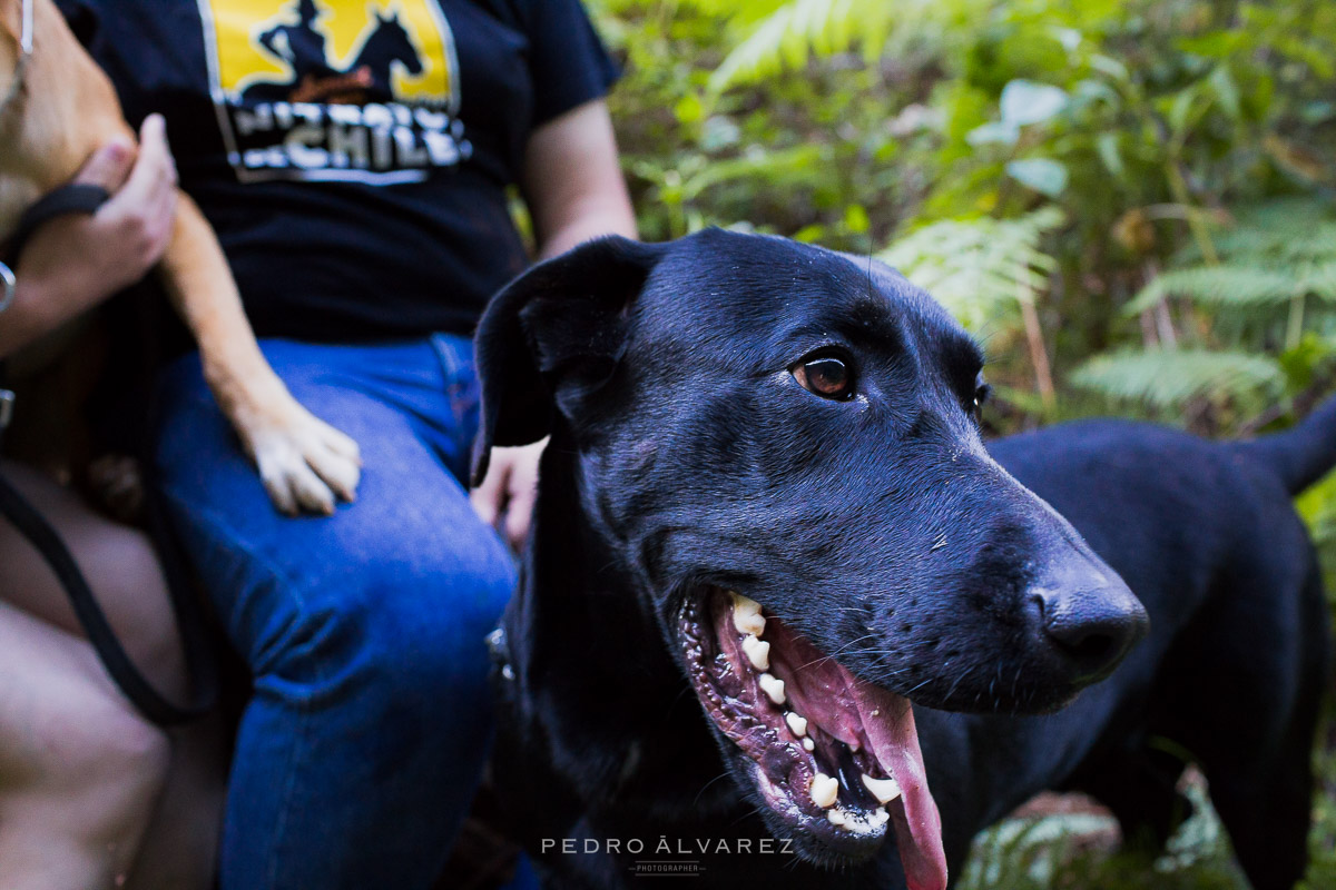 Fotógrafos de mascotas en Tenerife y La Palma