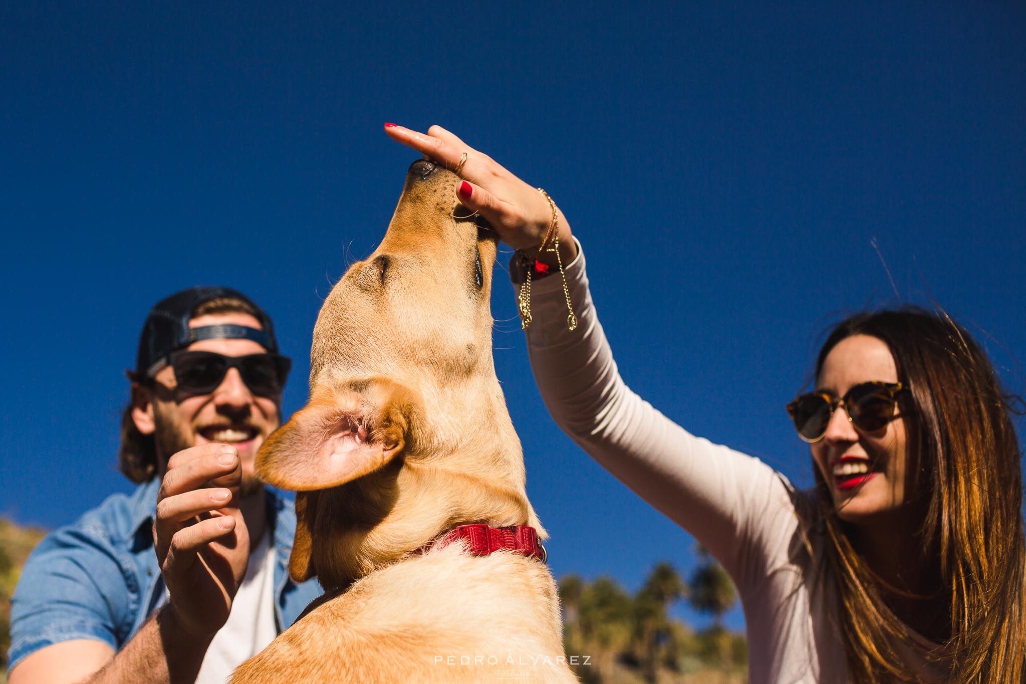 Fotos de mascotas en Las Palmas de Gran Canaria 