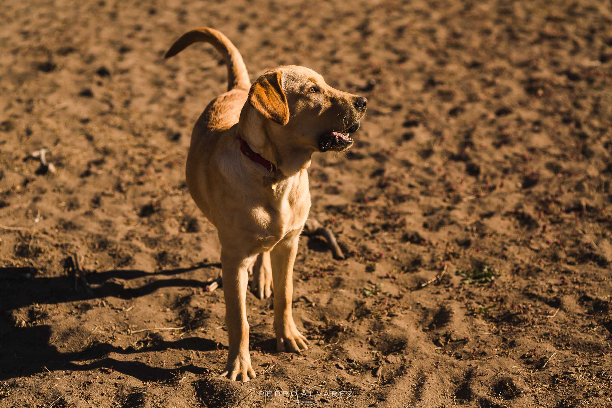 Fotos de mascotas en Las Palmas de Gran Canaria 