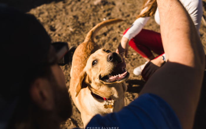 Fotógrafos de mascotas en Gran Canaria Canarias Tenerife Lanzarote