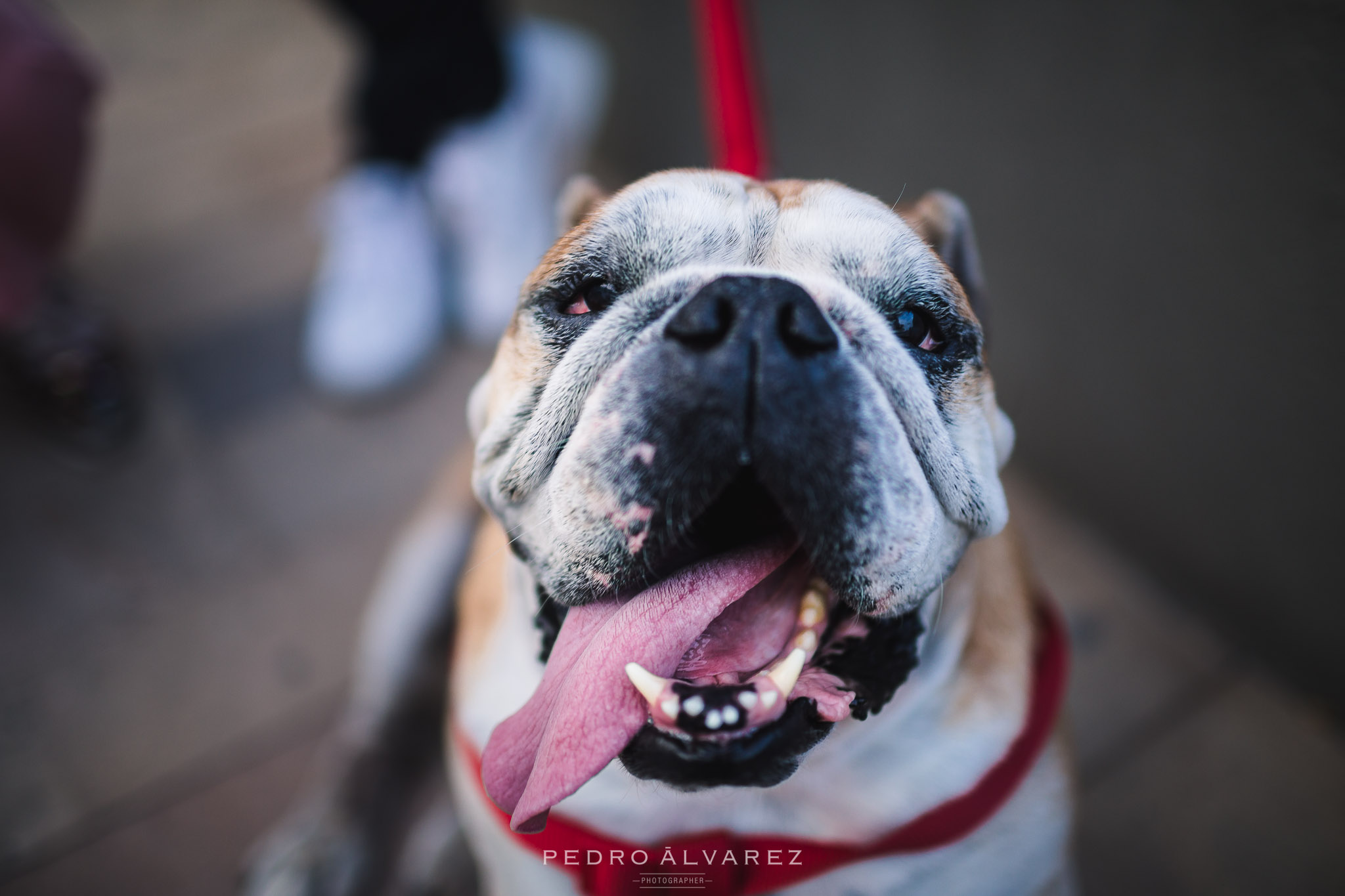 Fotógrafos de mascotas en Canarias Las Palmas de Gran Canaria 