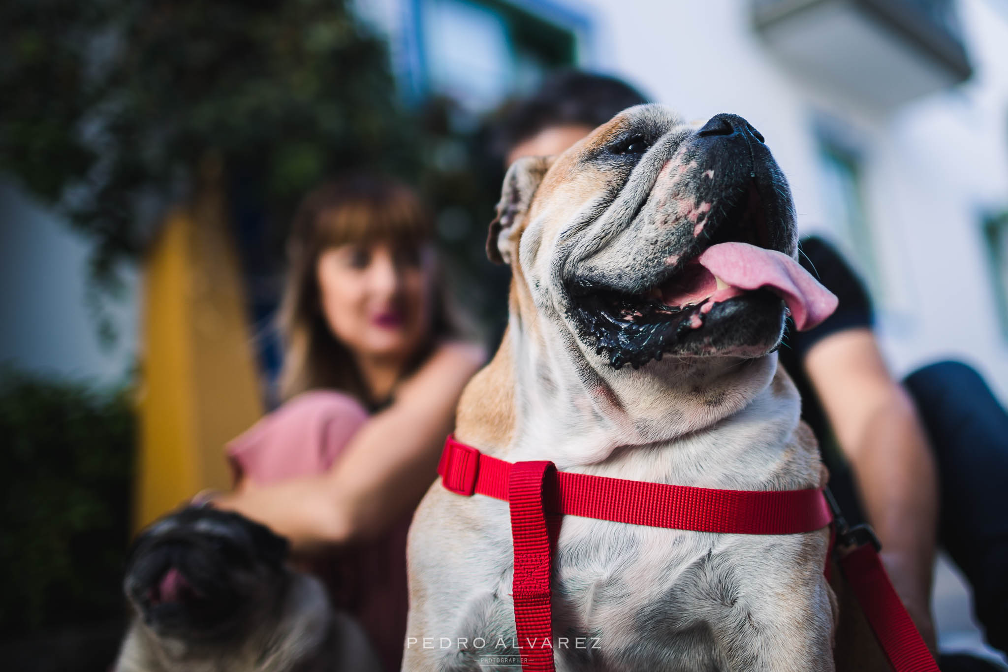 Fotógrafos de mascotas en Canarias Las Palmas de Gran Canaria 