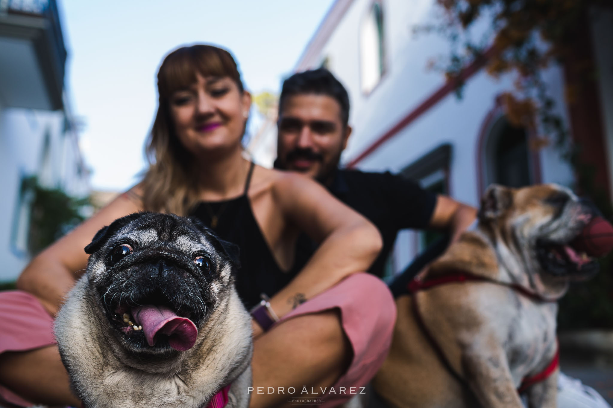 Fotos de mascotas en Las Palmas de Gran Canaria 