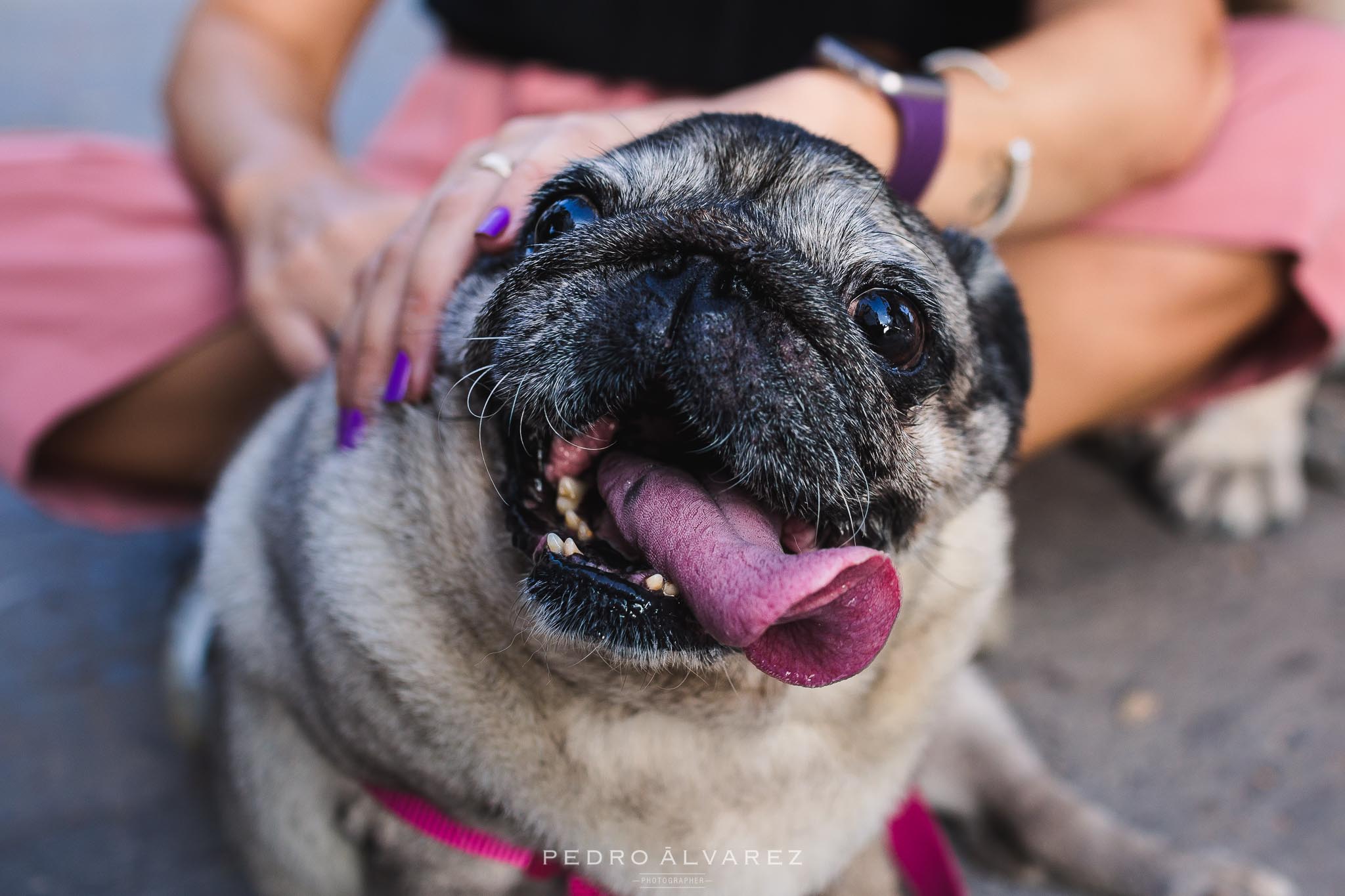 Fotos de mascotas en Las Palmas de Gran Canaria 