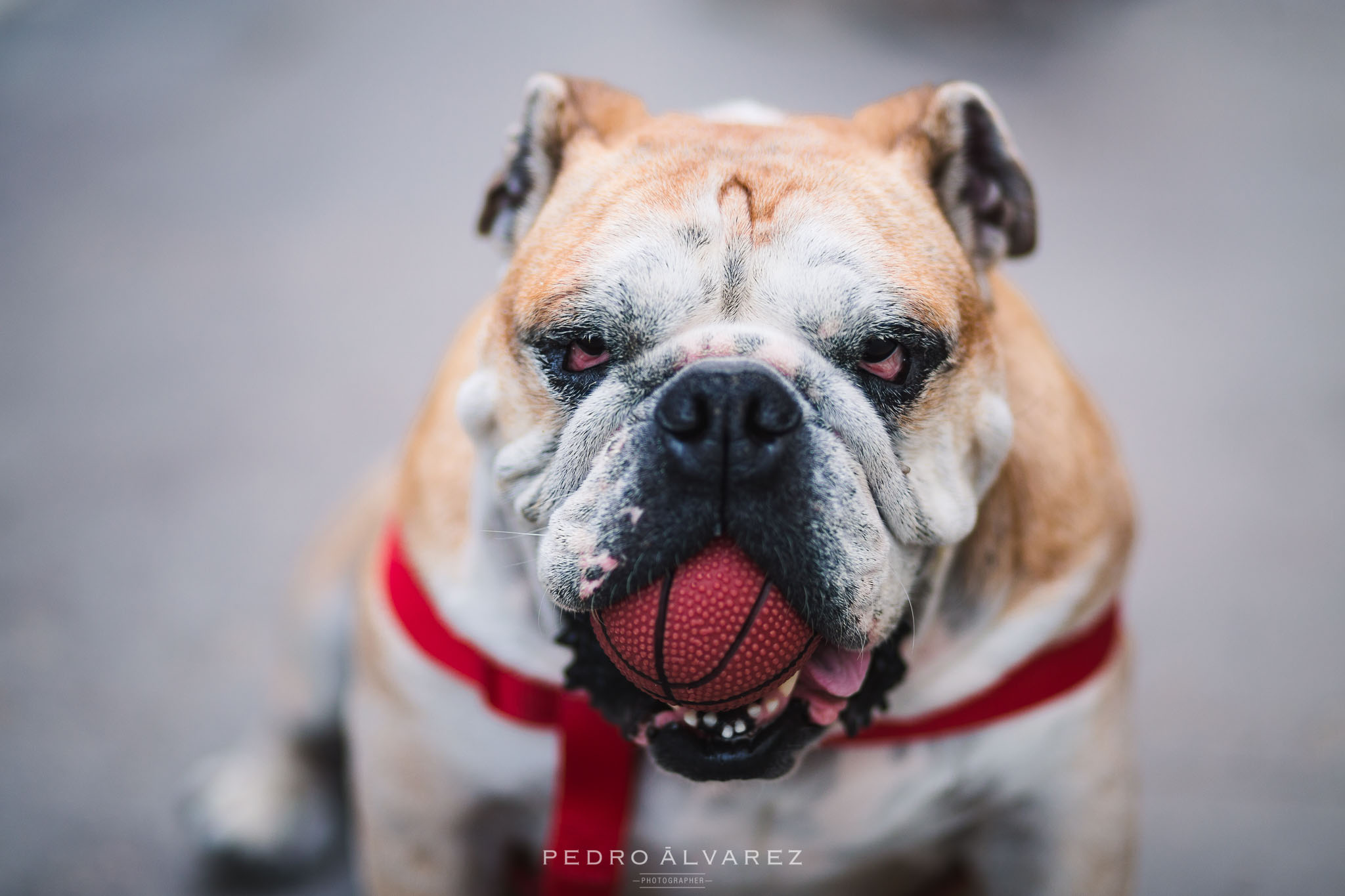 Fotos de mascotas en Las Palmas de Gran Canaria 