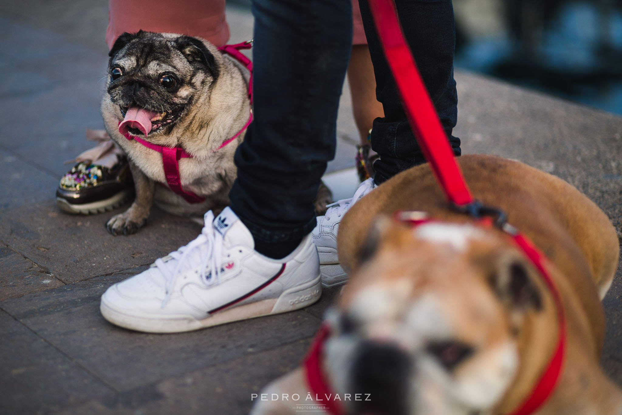 Fotos de mascotas en Las Palmas de Gran Canaria 