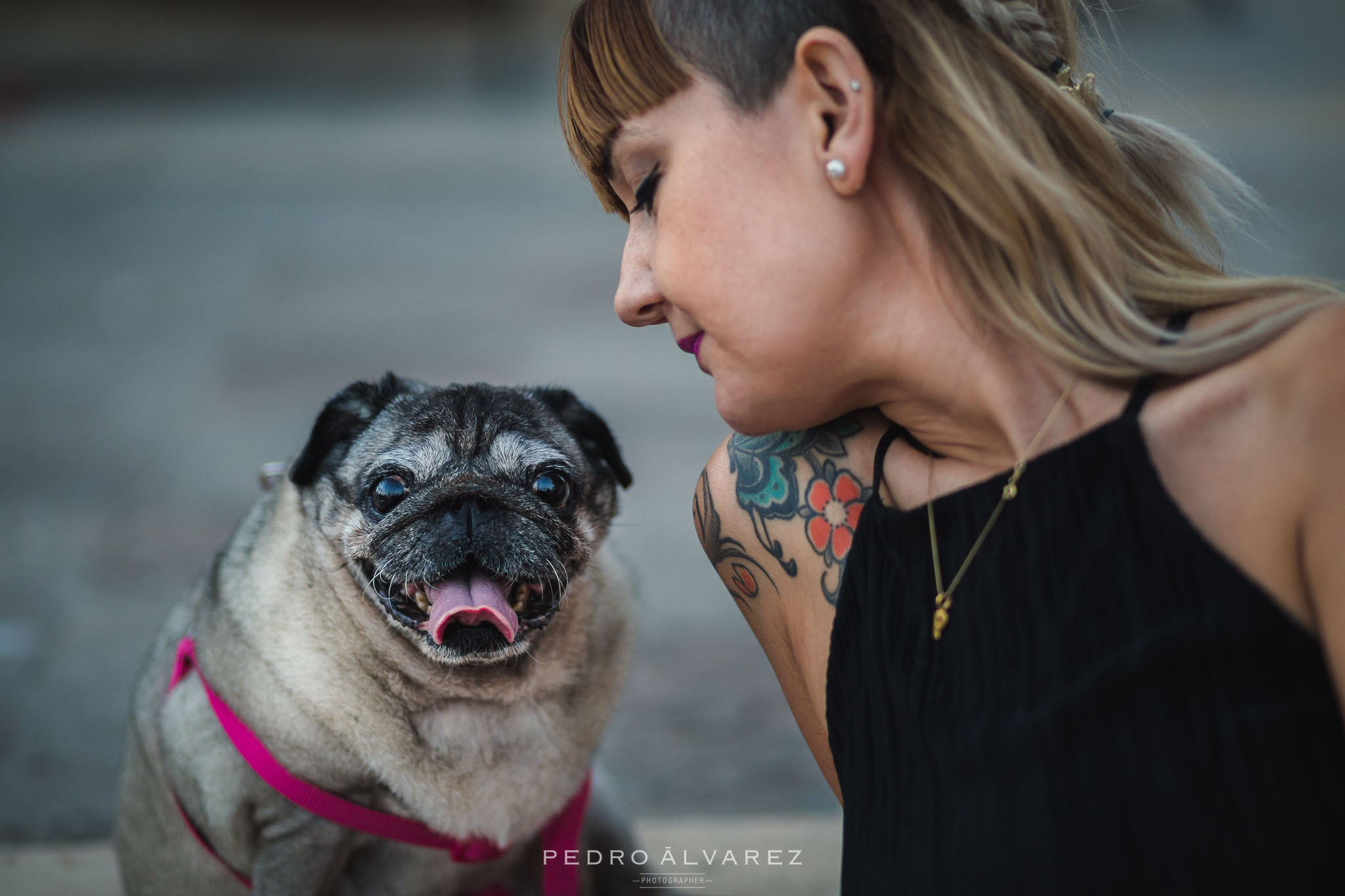 Fotógrafos de mascotas en Gran Canaria 