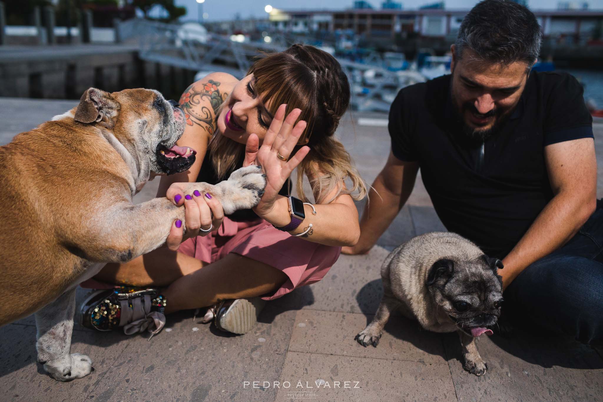 Fotógrafos de mascotas en Gran Canaria 