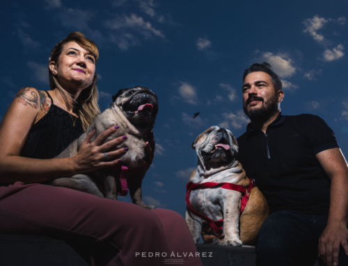 Fotos de mascotas en Las Palmas de Gran Canaria V&A