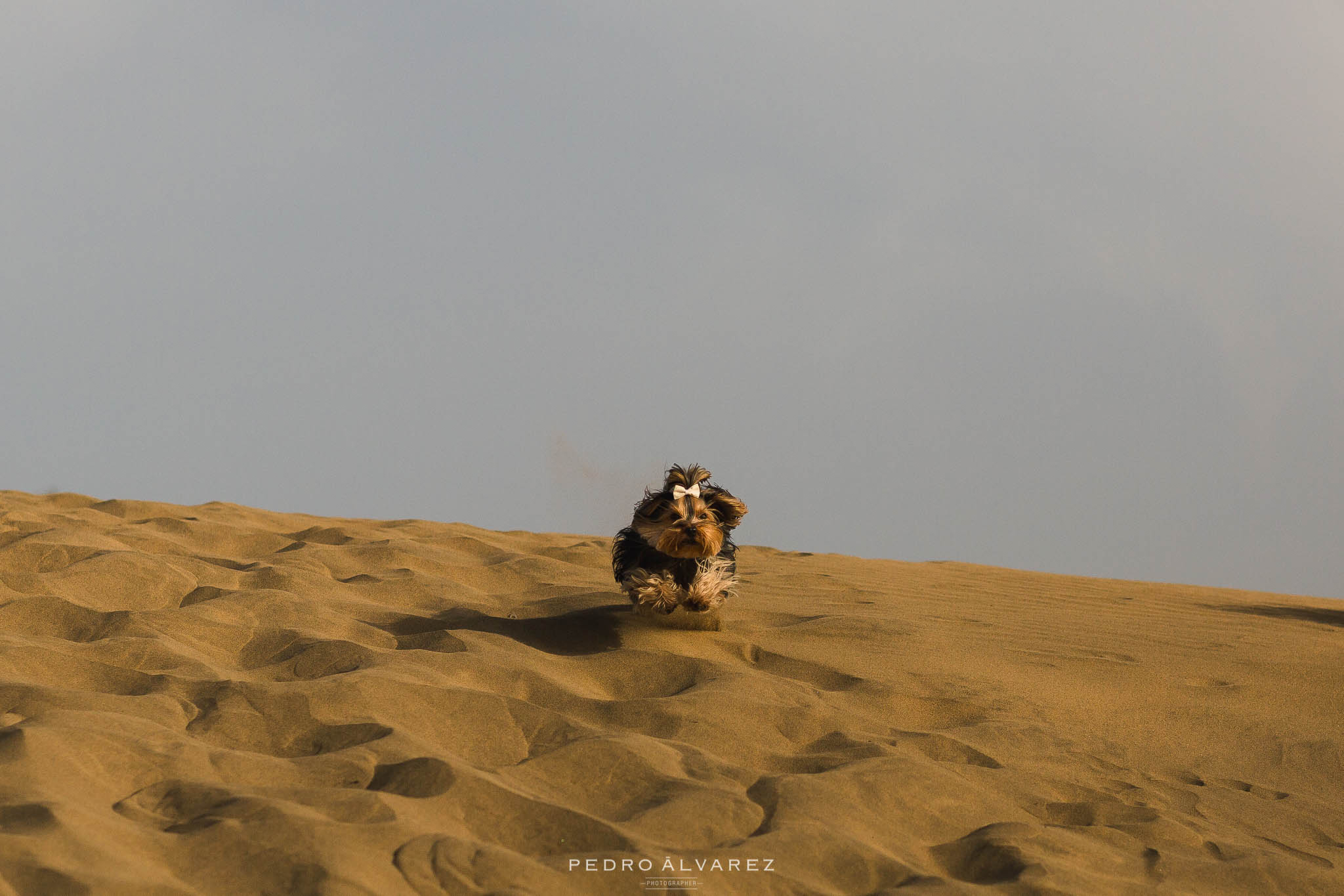 Sesión de fotos de mascotas y pre boda en Gran Canaria T & D