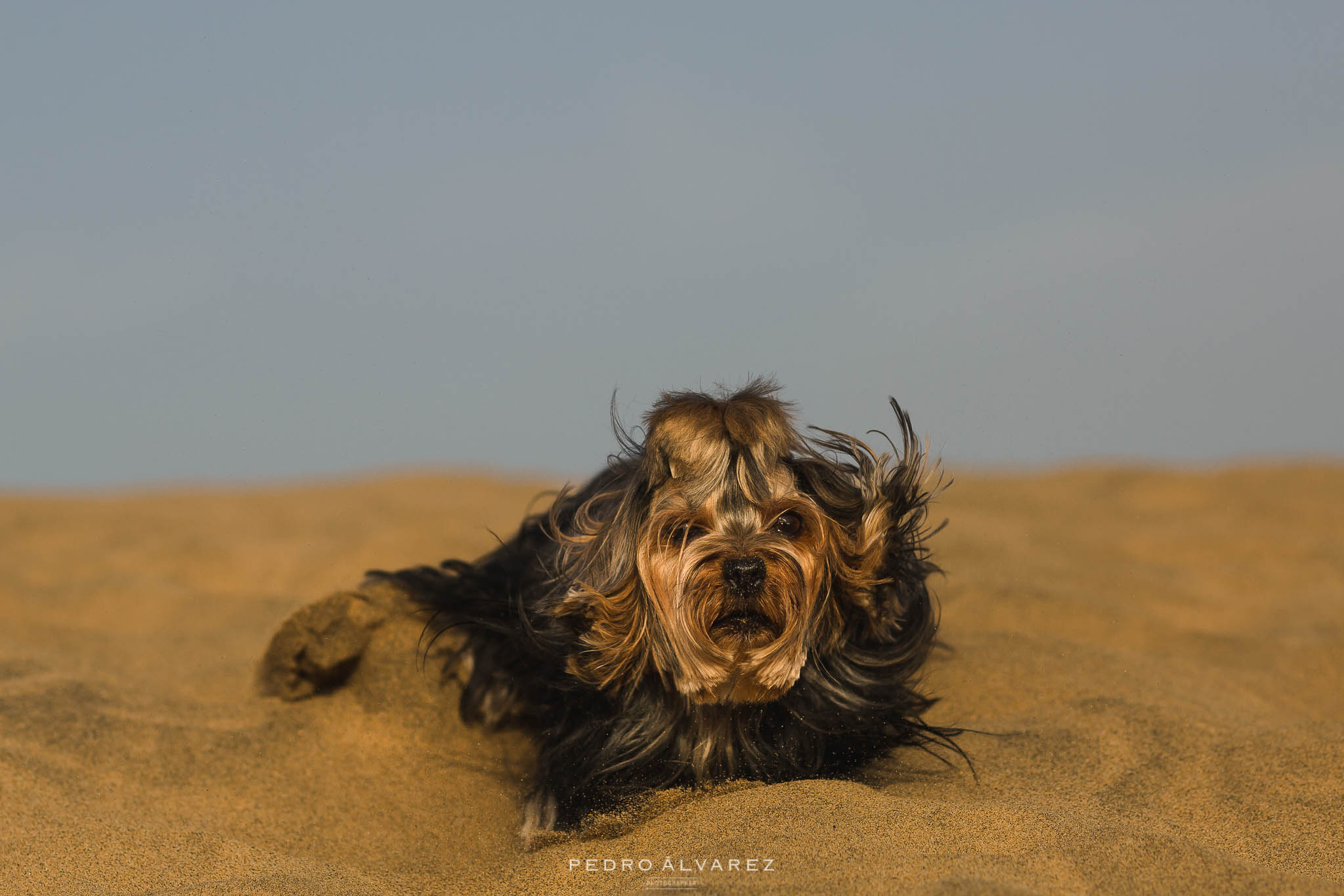 Sesión de fotos de mascotas y pre boda en Gran Canaria T & D