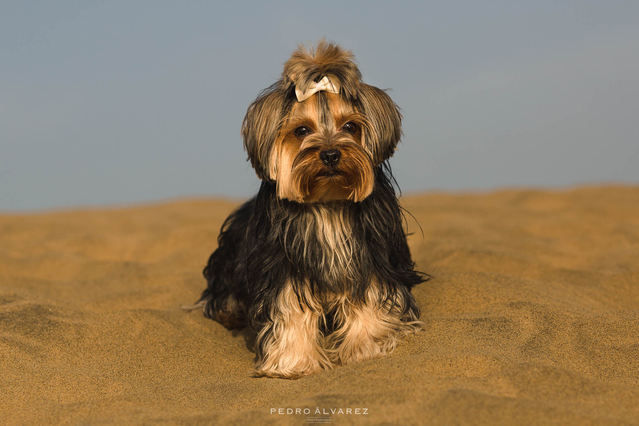 Sesión de fotos de mascotas y pre boda en Gran Canaria T & D