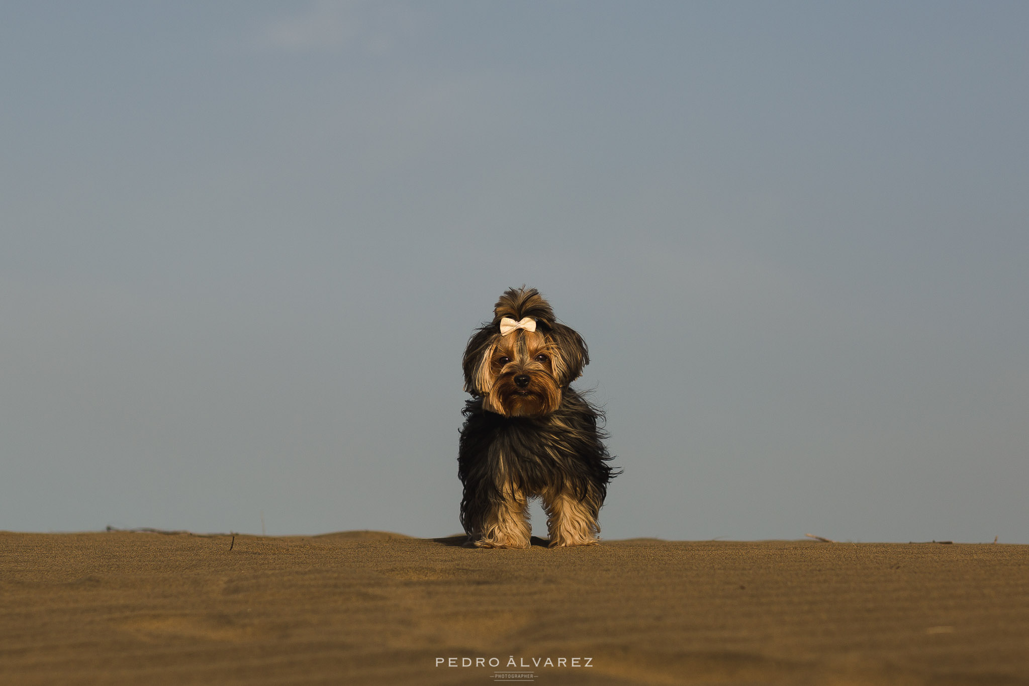 Sesión de fotos de mascotas y pre boda en Gran Canaria T & D