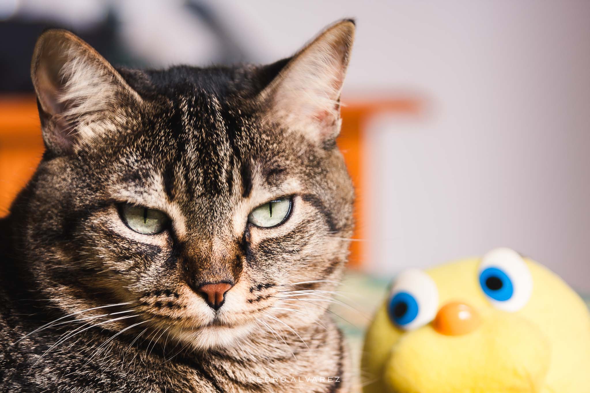 Fotos de gatos y mascotas Gran Canaria