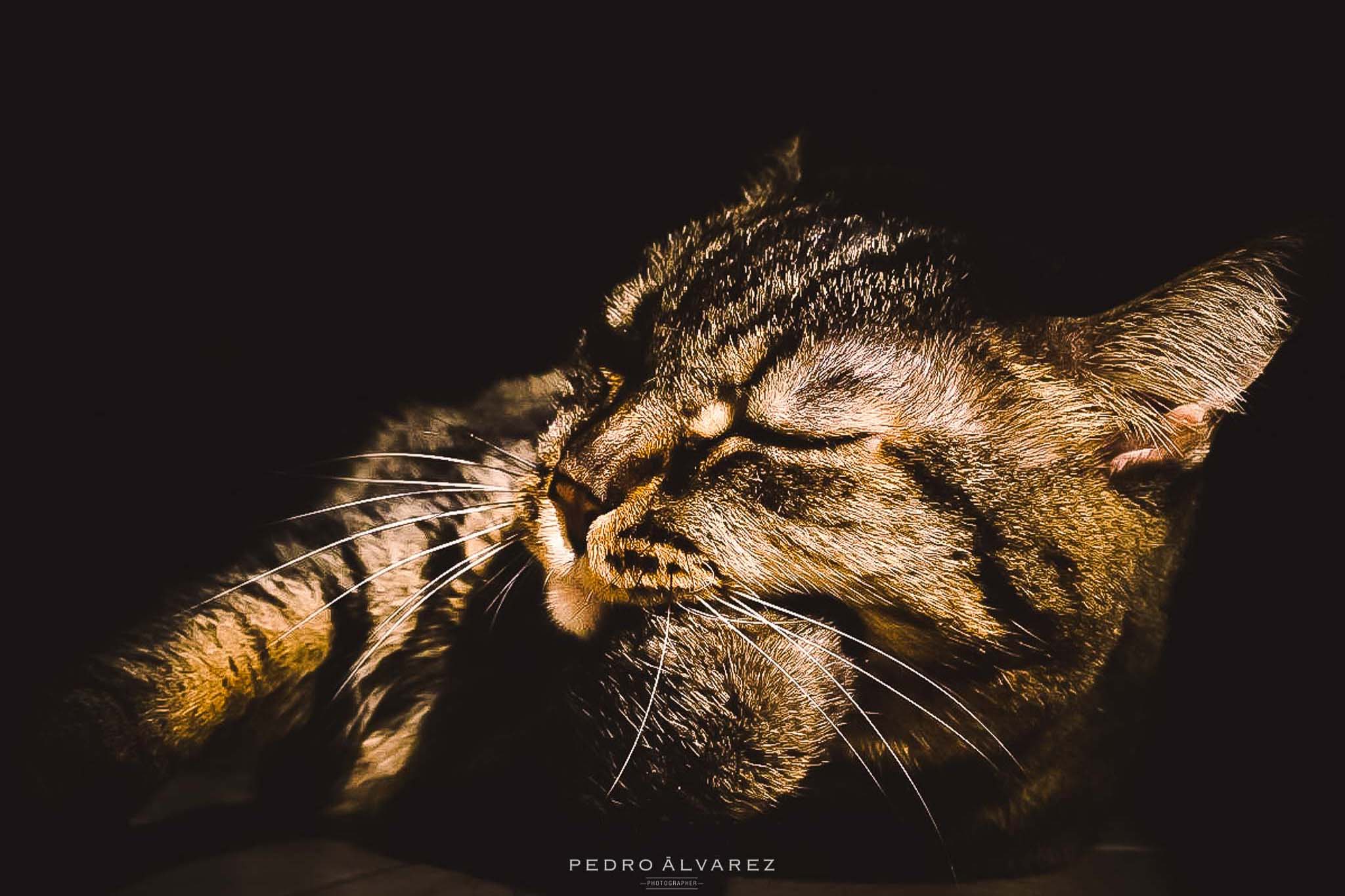 Fotos de gatos y mascotas Gran Canaria