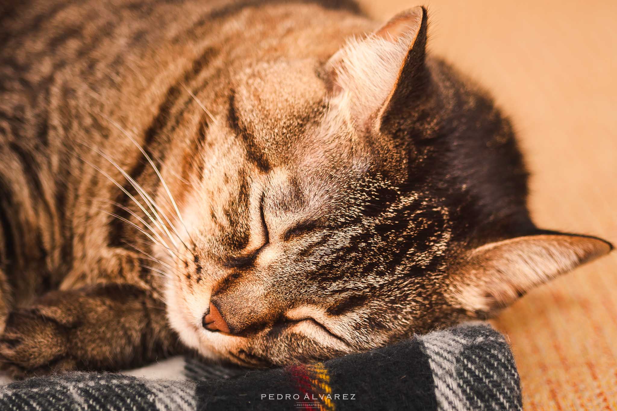 Fotos de gatos y mascotas Gran Canaria