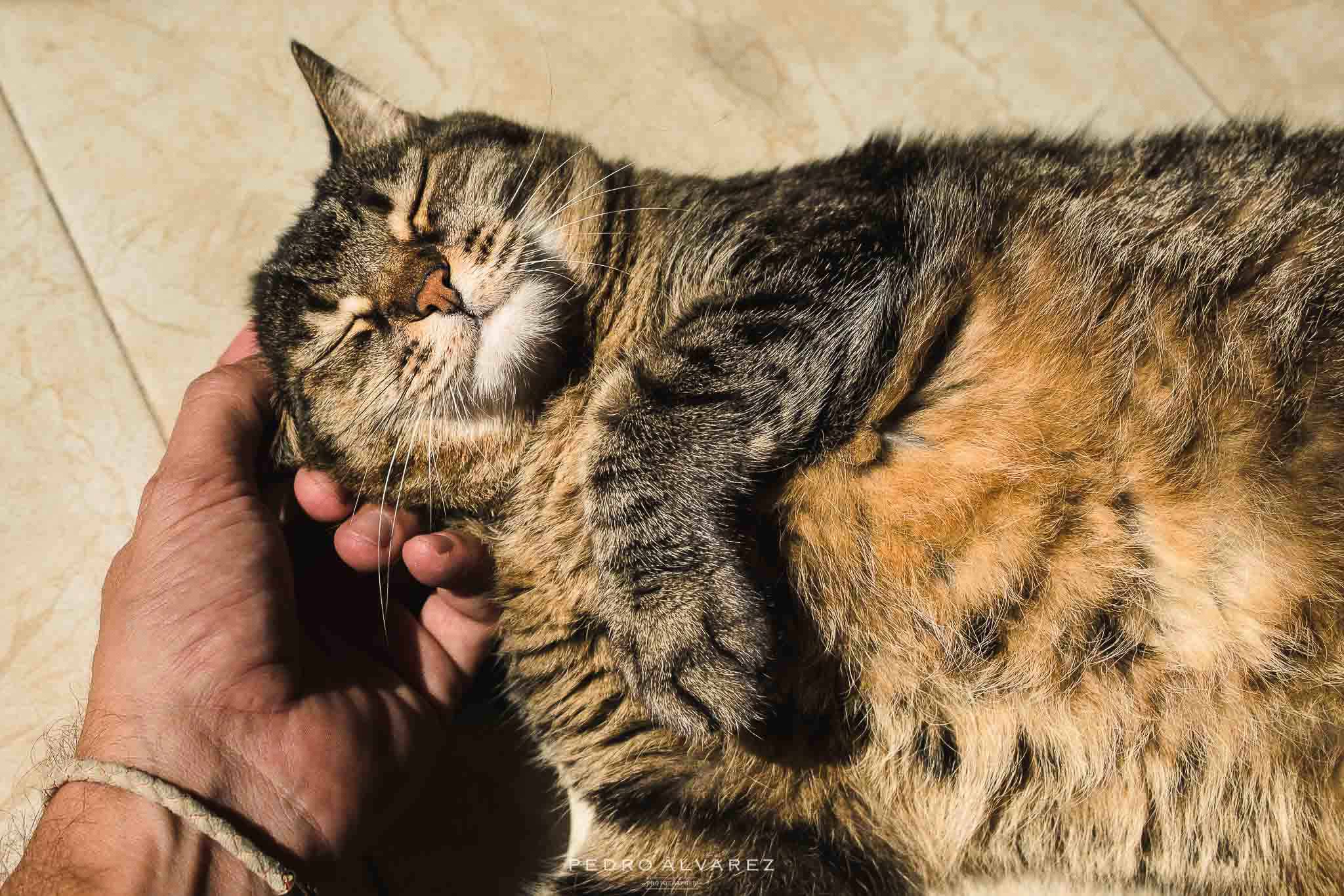 Fotos de gatos y mascotas Gran Canaria