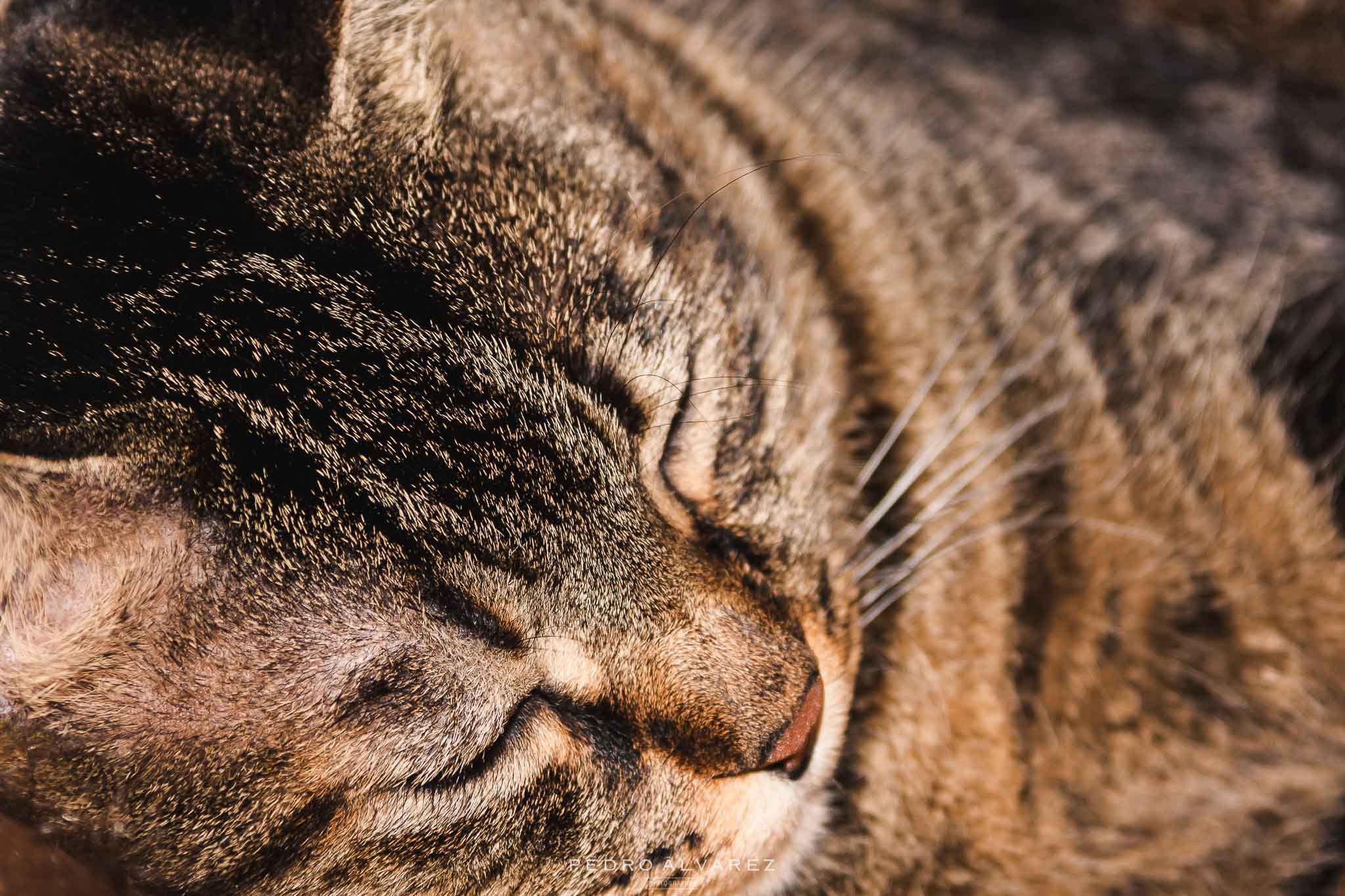 Fotos de gatos y mascotas Gran Canaria