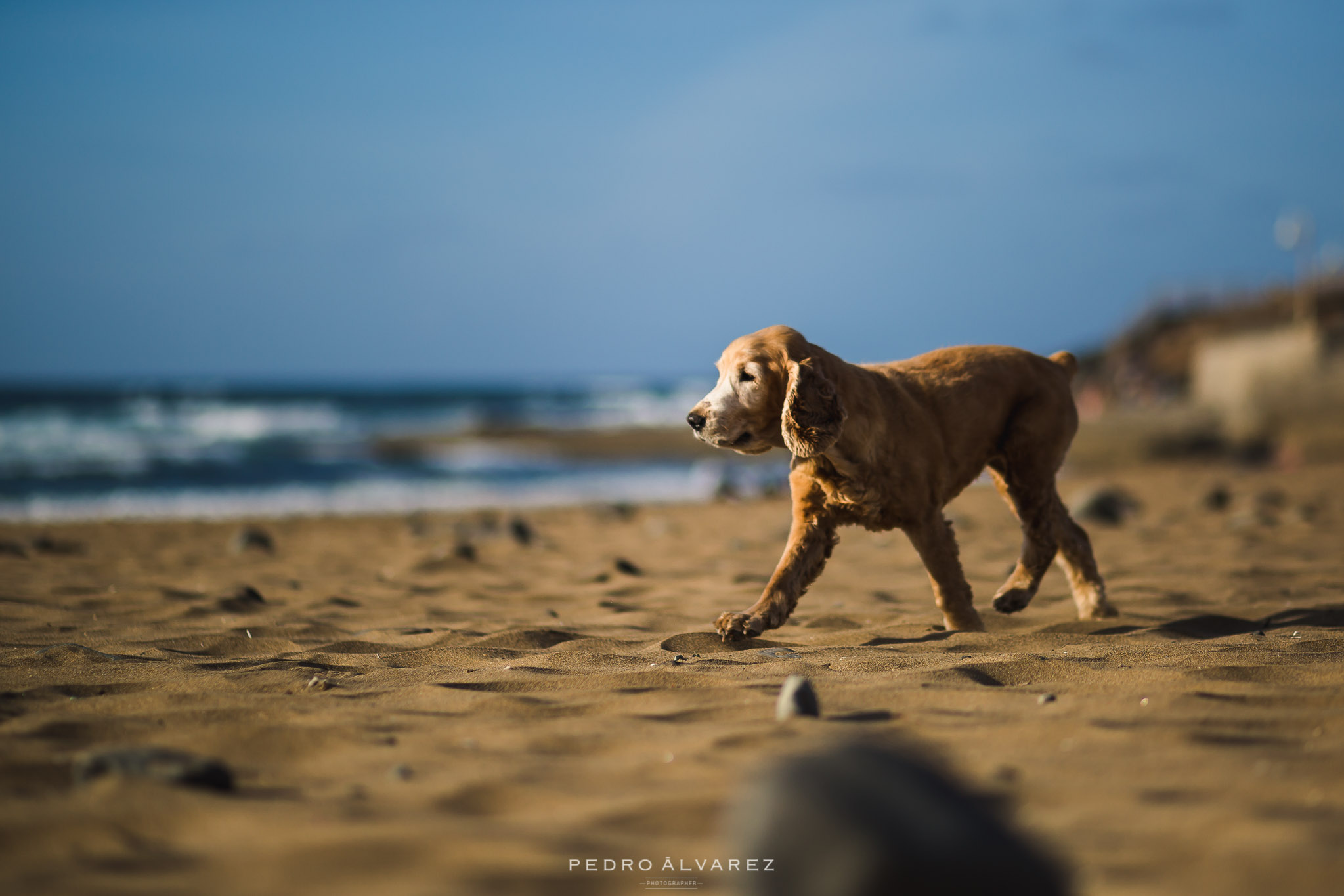 Fotógrafos de mascotas en Las Palmas de Gran Canaria Tenerife 