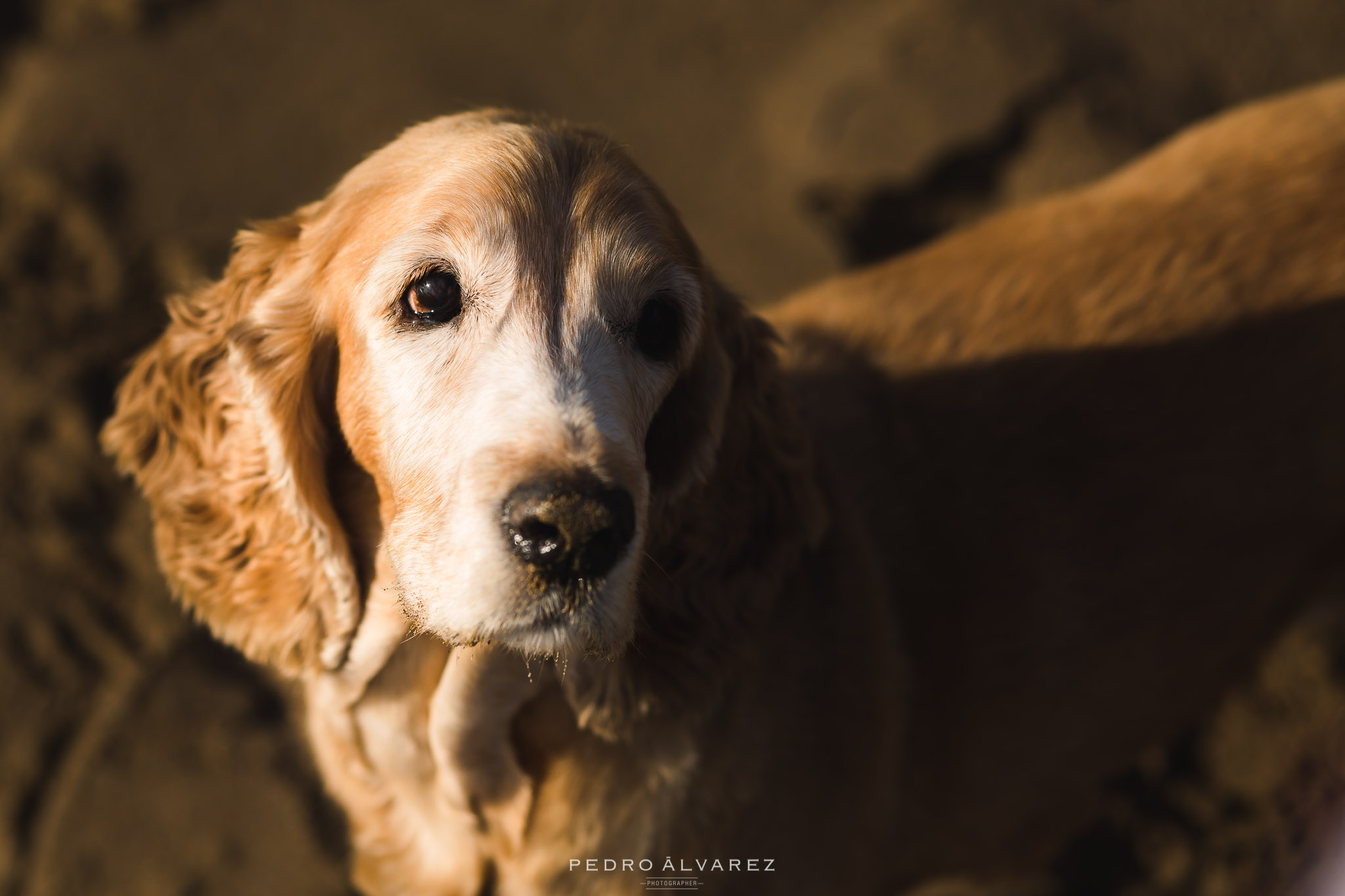 Fotos de mascotas en Canarias 