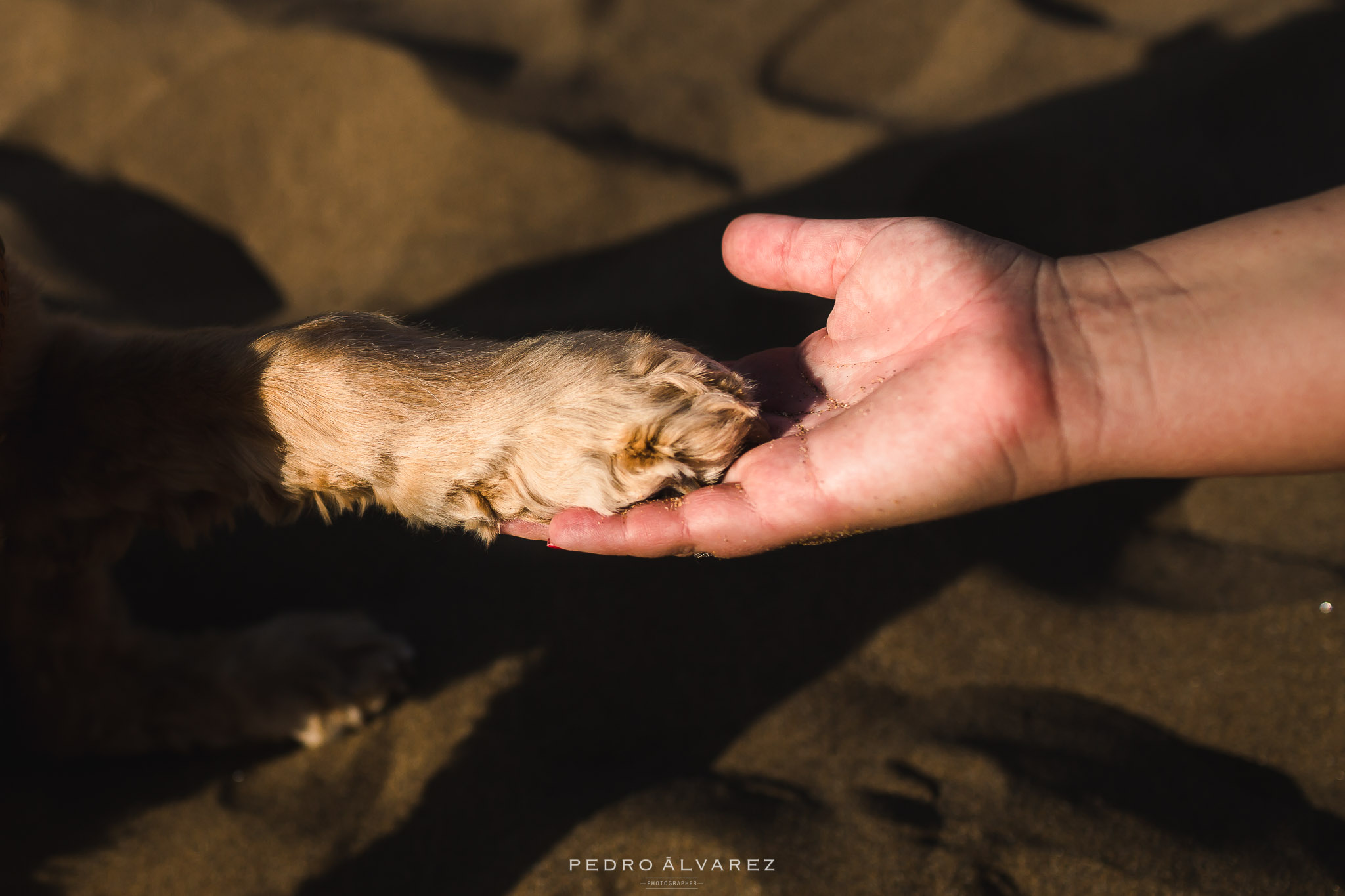 Fotógrafos de mascotas en Las Palmas de Gran Canaria 